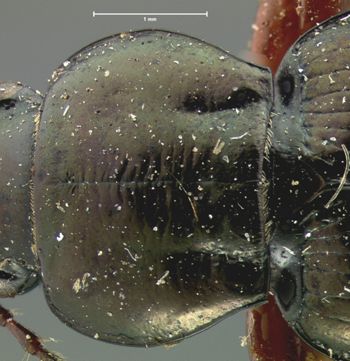 Media type: image;   Entomology 7394 Aspect: pronotum dorsal